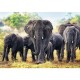 African Elephants