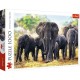 African Elephants