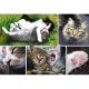 Collage - Die Katzen