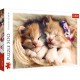 Sleeping kittens